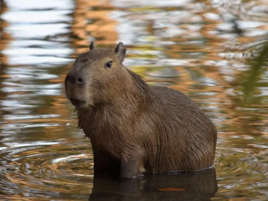 Il musetto tenero e buffo di un capibara, animale che sta diventando famoso su tiktok grazie alla nuova canzone