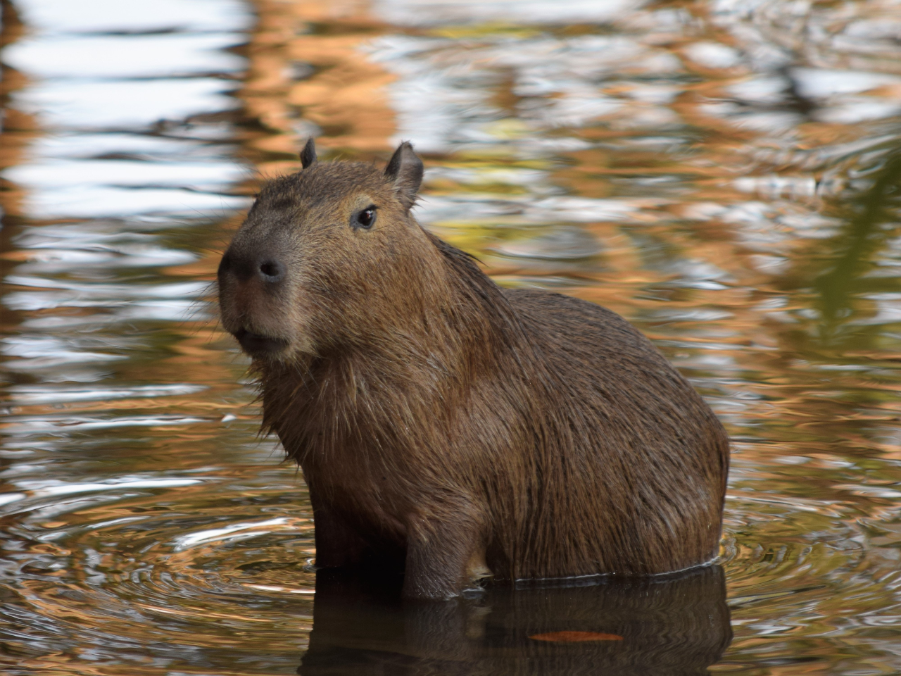 I capibara conquistano TikTok