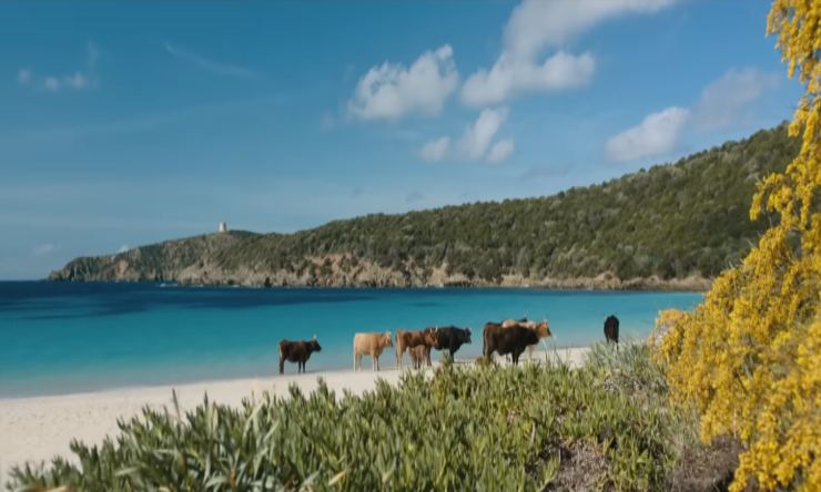 Mucche in riva al mare