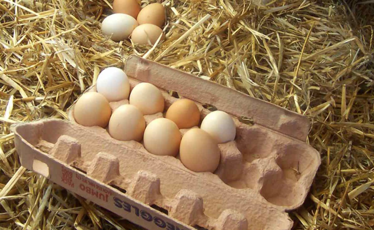 Uova killer in cucina | lavarle o no prima di usarle? il gesto sbagliato che aumenta i rischi